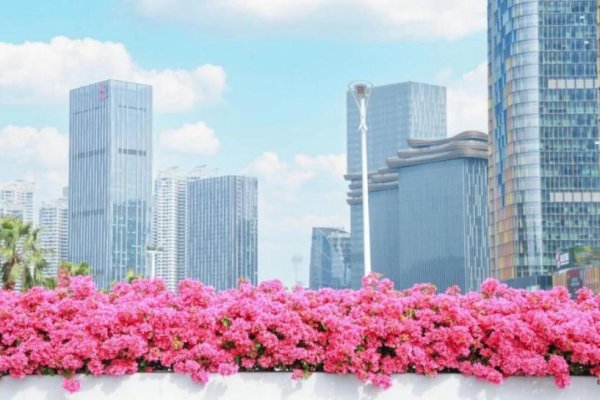 南京配资公司 横琴花海长廊骑行攻略来了！轻松打卡“花海赛道”同款浪漫